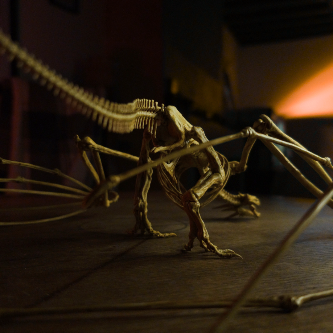 Squelette du dragon Meleys vu de dos