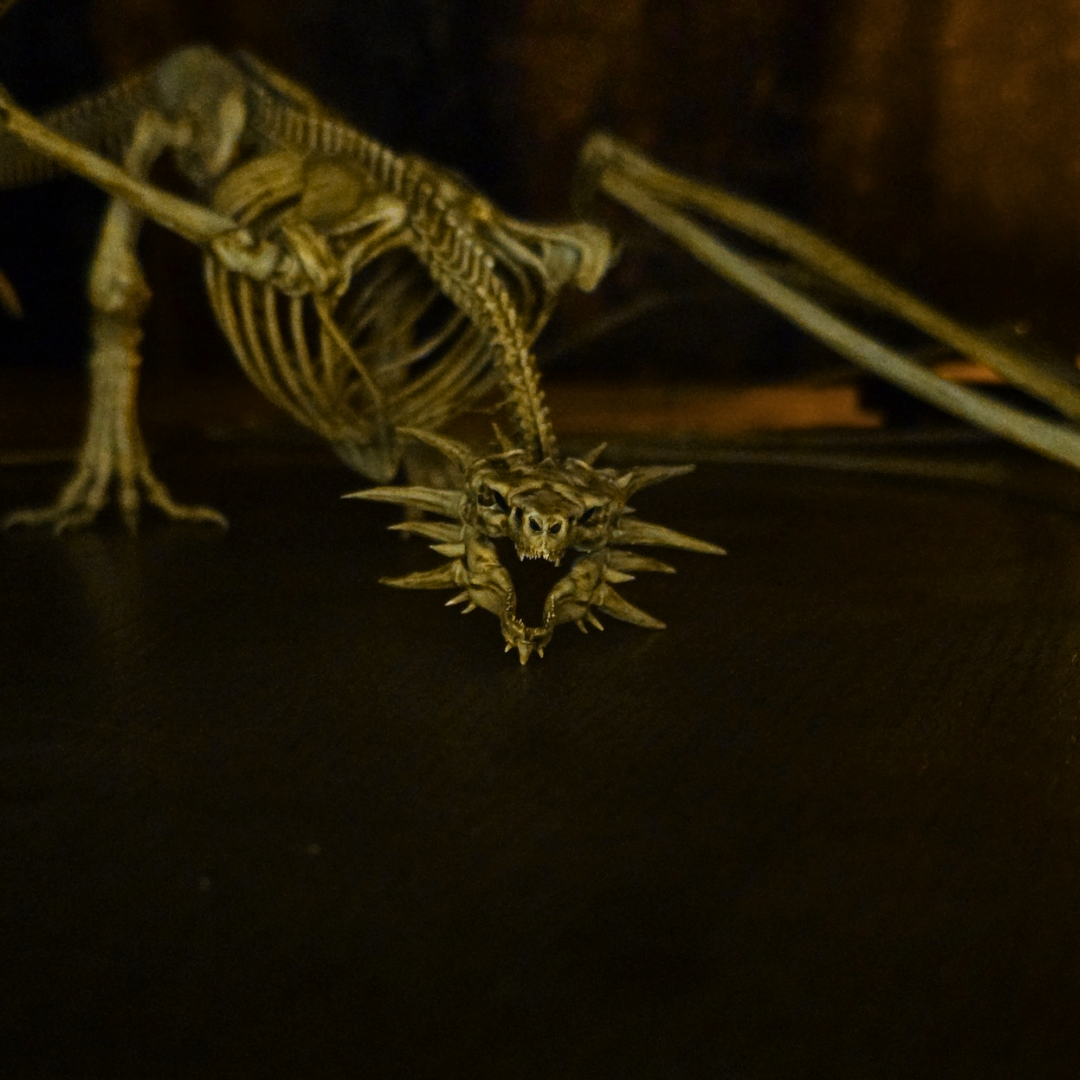 Squelette du dragon Meleys vu de face (gros plan)