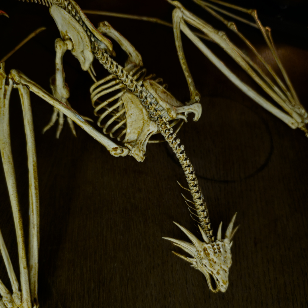 Squelette du dragon Meleys vu du dessus